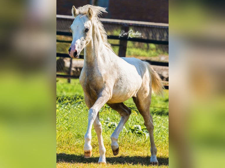 Welsh-A Étalon Poulain (04/2024) 120 cm Gris in Kessel