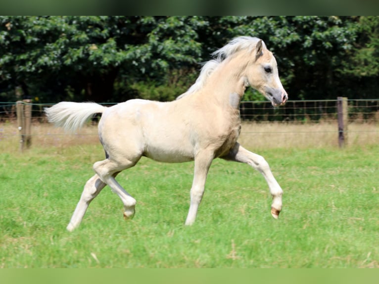 Welsh-A Étalon Poulain (04/2024) 120 cm Gris in Kessel