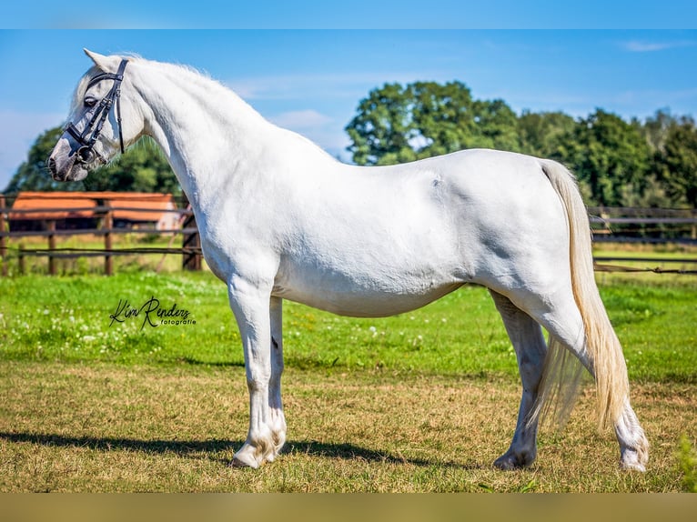 Welsh-A Étalon Poulain (04/2024) 120 cm Gris in Kessel