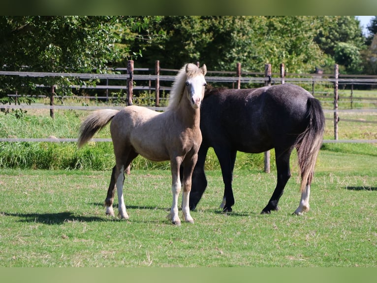 Welsh-A Étalon Poulain (03/2025) Gris in Ten Boer