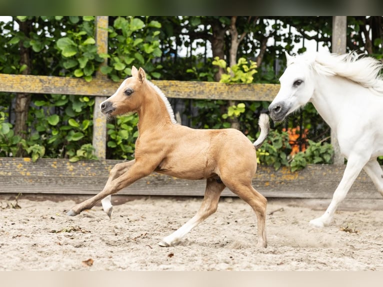 Welsh-A Étalon  Palomino in Sm
