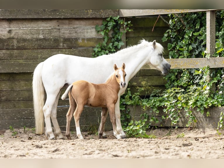Welsh-A Étalon  Palomino in Sm