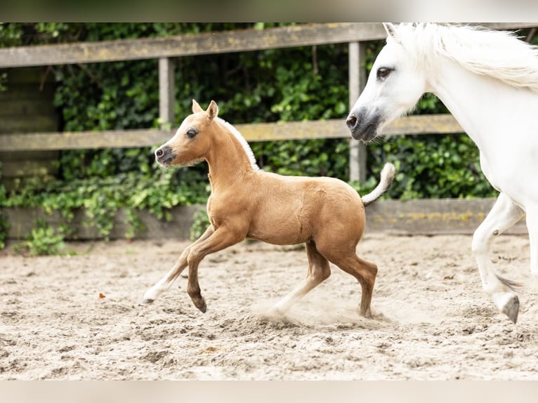 Welsh-A Étalon  Palomino in Sm