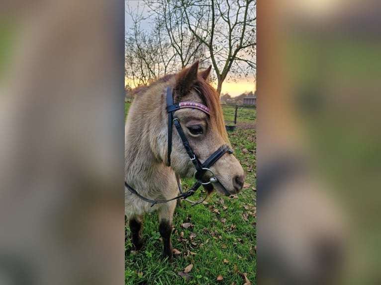 Welsh-A Giumenta 10 Anni 115 cm Pelle di daino in Didam