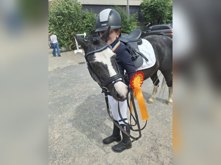 Welsh-A Giumenta 10 Anni 120 cm Pezzato in Senden