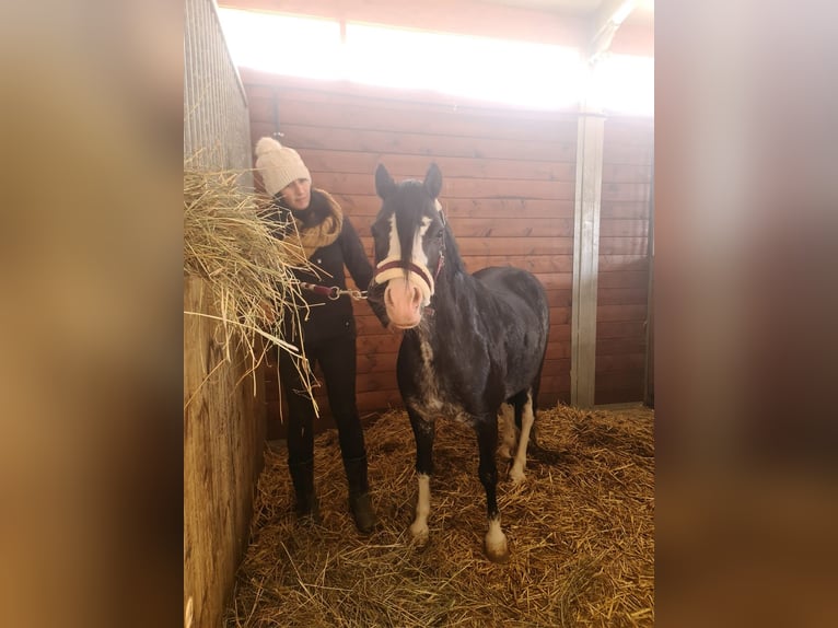 Welsh-A Giumenta 10 Anni 121 cm Morello in Andorra