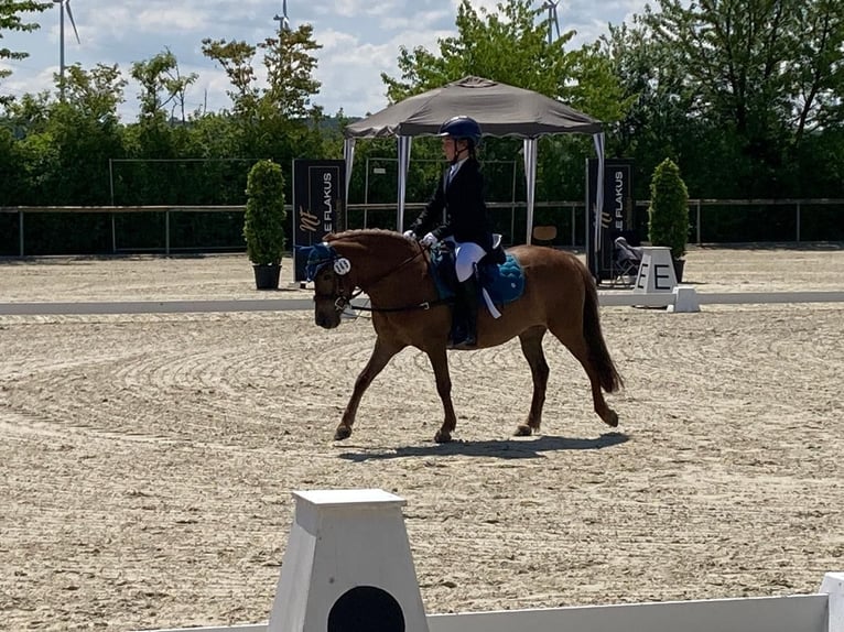 Welsh-A Giumenta 10 Anni 122 cm Sauro in Stedtlingen
