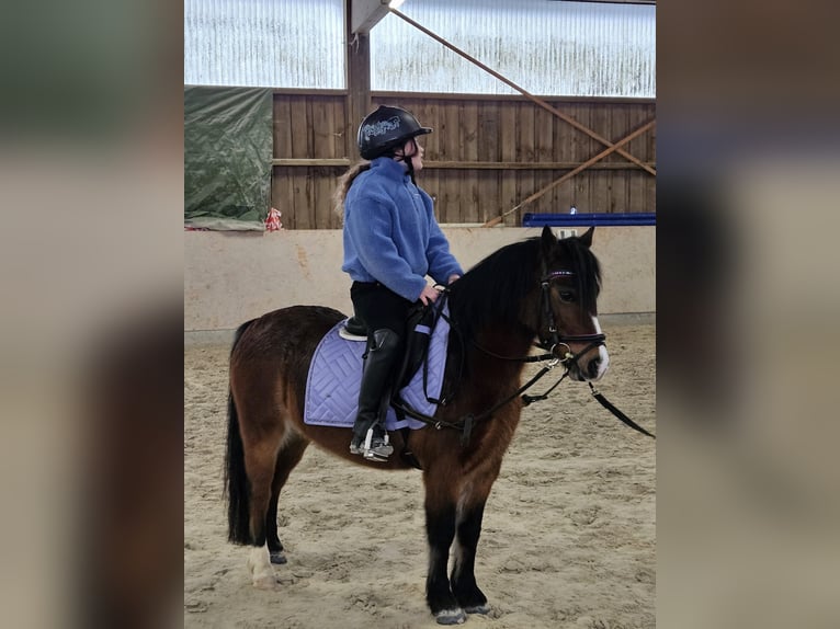 Welsh-A Giumenta 10 Anni 123 cm Baio in Stadtallendorf