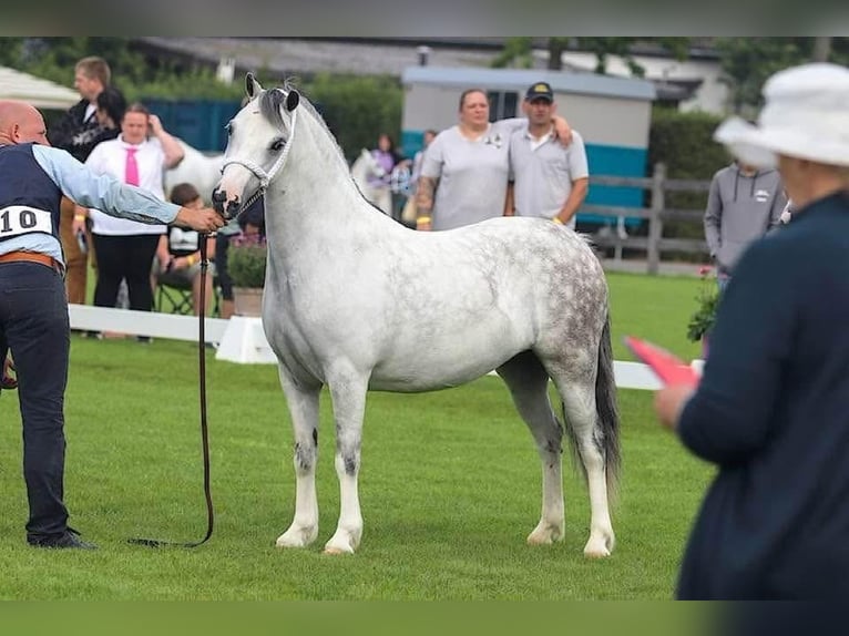 Welsh-A Giumenta 10 Anni 124 cm Grigio in Hengelo (Gld)