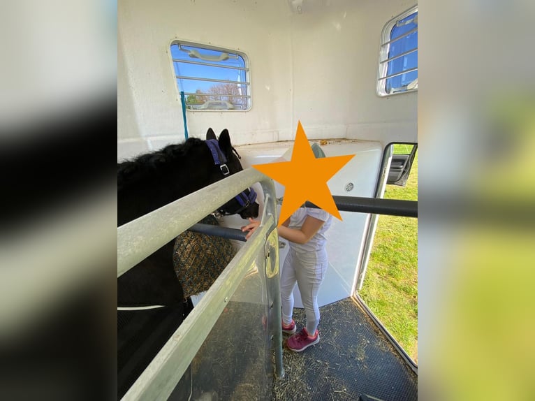 Welsh-A Giumenta 10 Anni 128 cm Morello in PfullingenPfullingen