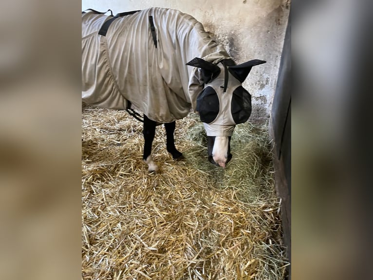 Welsh-A Giumenta 10 Anni 128 cm Morello in PfullingenPfullingen