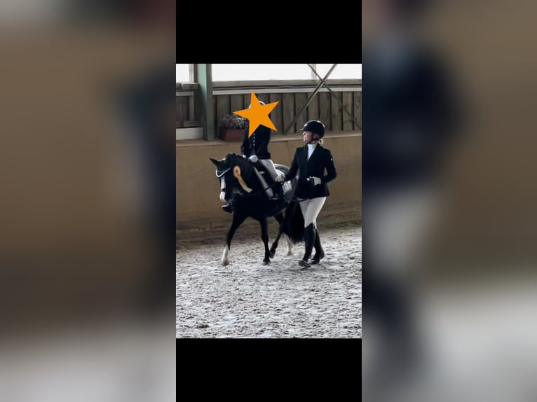 Welsh-A Giumenta 10 Anni 128 cm Morello in PfullingenPfullingen