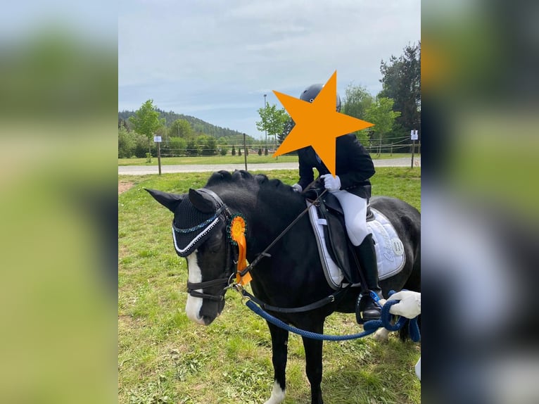 Welsh-A Giumenta 10 Anni 128 cm Morello in PfullingenPfullingen