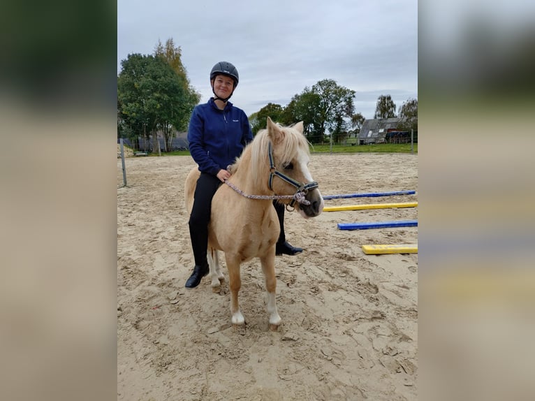 Welsh-A Giumenta 10 Anni Palomino in Rhauderfehn