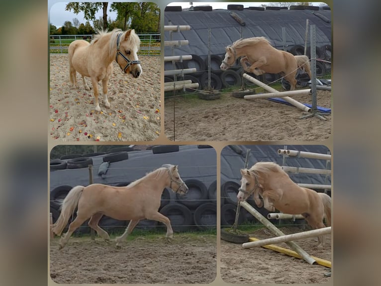 Welsh-A Giumenta 10 Anni Palomino in Rhauderfehn