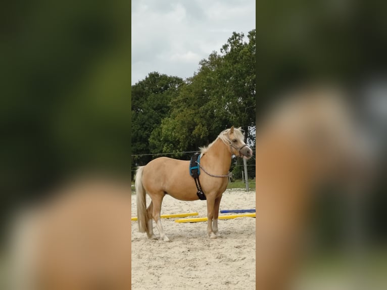 Welsh-A Giumenta 10 Anni Palomino in Rhauderfehn