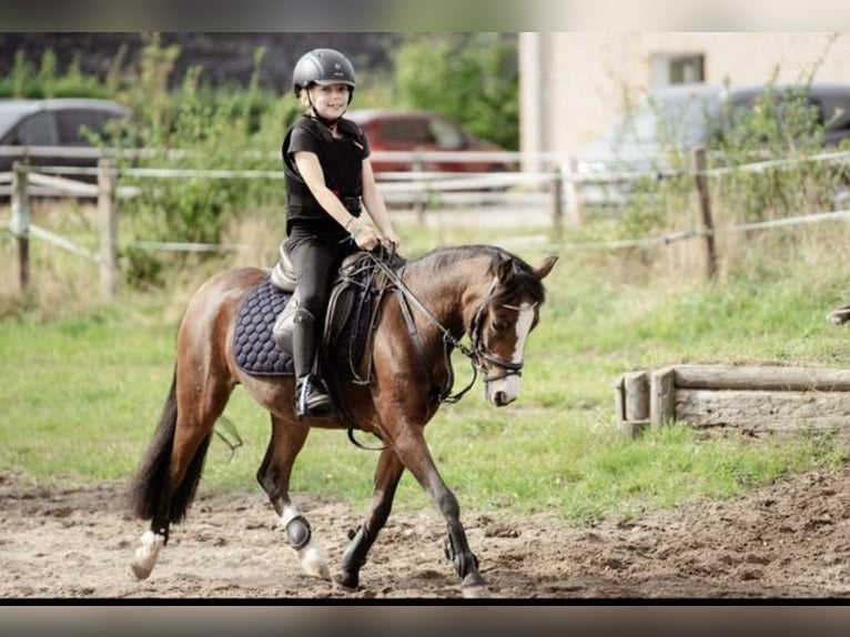 Welsh-A Giumenta 11 Anni 120 cm Baio in Ritterhude