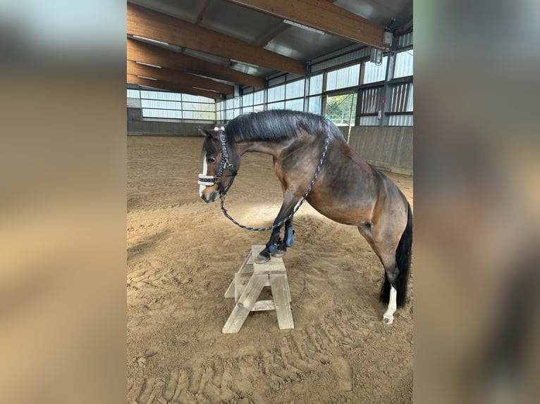 Welsh-A Giumenta 11 Anni 120 cm Baio in Ritterhude