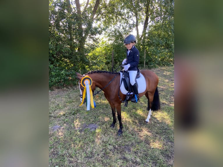 Welsh-A Giumenta 11 Anni 120 cm Baio in Ritterhude