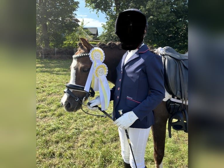 Welsh-A Giumenta 11 Anni 120 cm Sauro scuro in Emstek