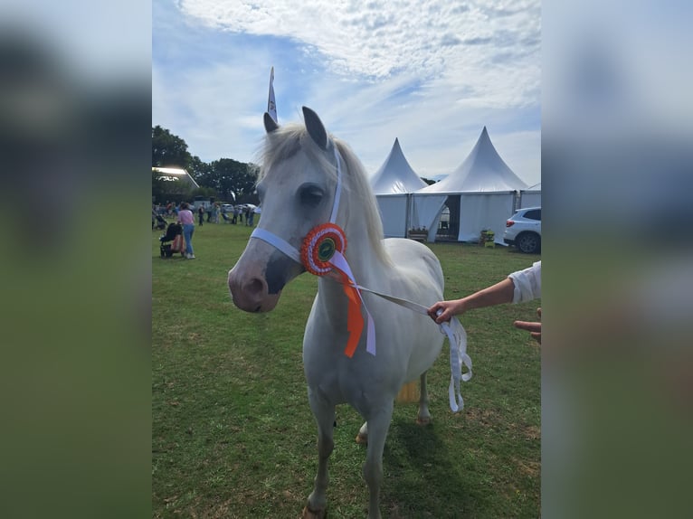 Welsh-A Giumenta 11 Anni 122 cm Grigio in Emmen