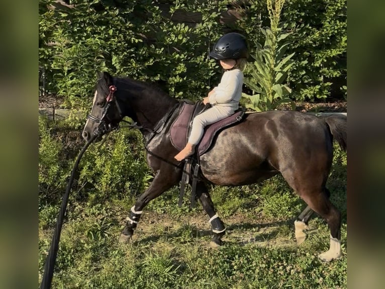 Welsh-A Giumenta 11 Anni 123 cm Morello in Hagnau am Bodensee