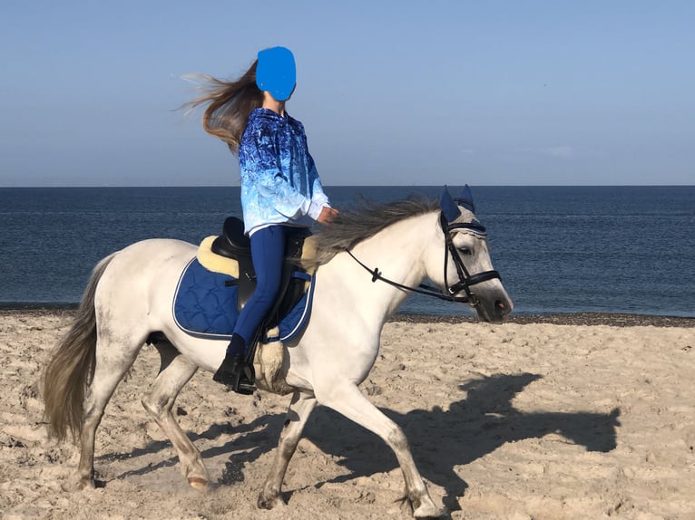 Welsh-A Giumenta 11 Anni 127 cm Grigio in K&#xFC;nzelsau