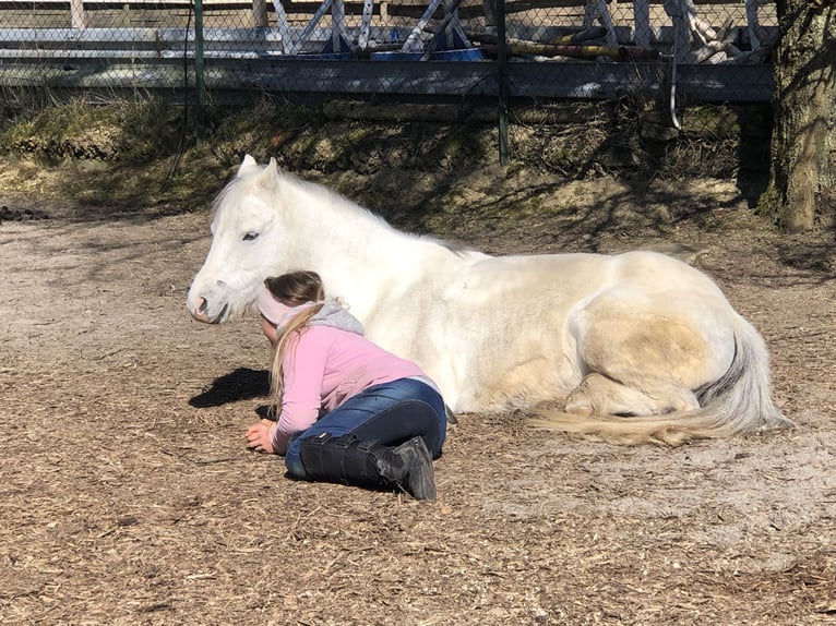 Welsh-A Giumenta 11 Anni 127 cm Grigio in K&#xFC;nzelsau
