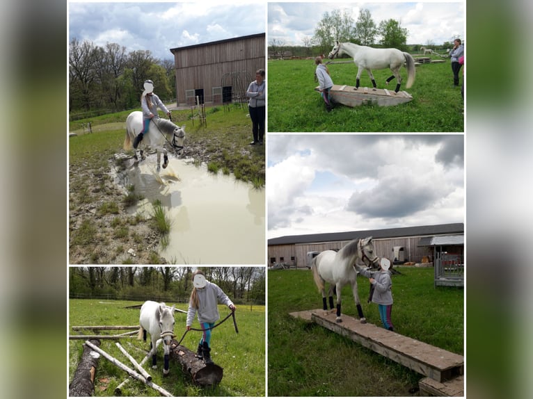 Welsh-A Giumenta 11 Anni 127 cm Grigio in K&#xFC;nzelsau