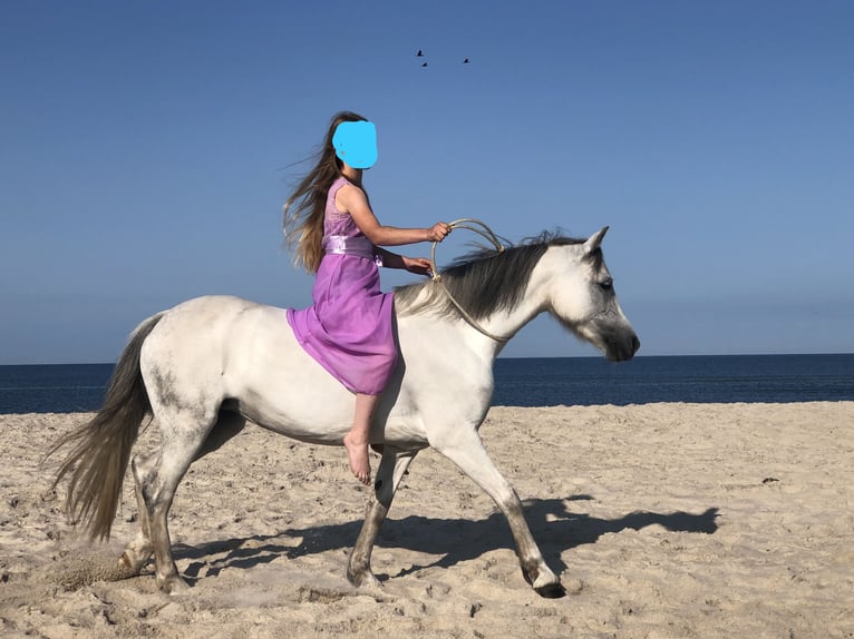 Welsh-A Giumenta 11 Anni 127 cm Grigio in K&#xFC;nzelsau