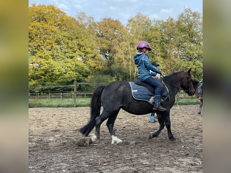 Welsh-A Mix Giumenta 12 Anni 111 cm Baio roano in Lienen