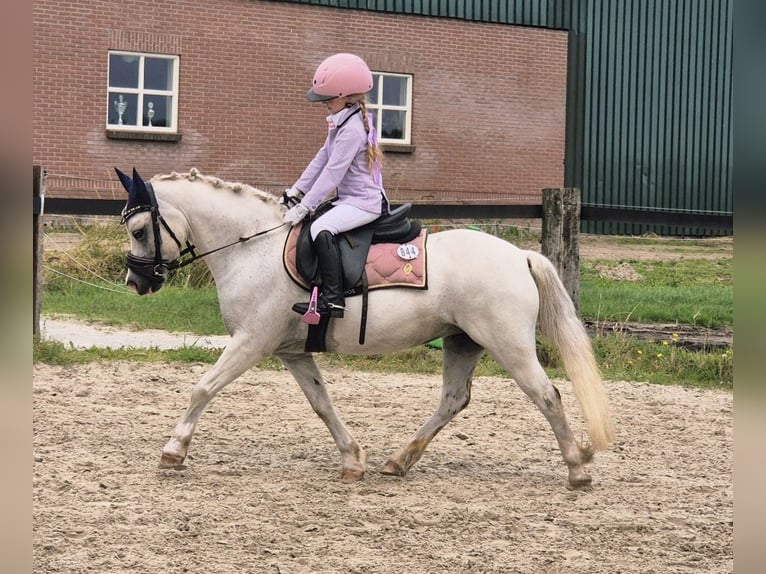 Welsh-A Giumenta 12 Anni 117 cm Grigio in Wachtum