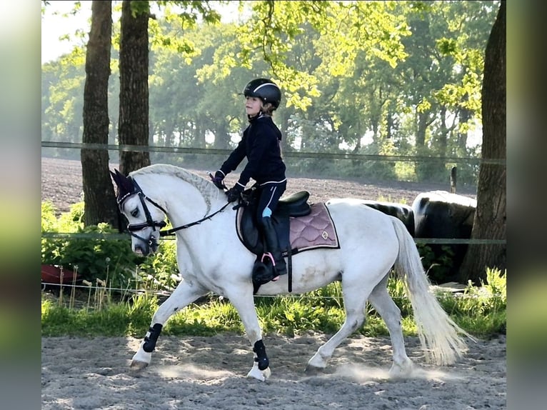 Welsh-A Giumenta 12 Anni 117 cm Grigio in Wachtum