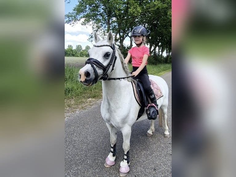 Welsh-A Giumenta 12 Anni 117 cm Grigio in Wachtum