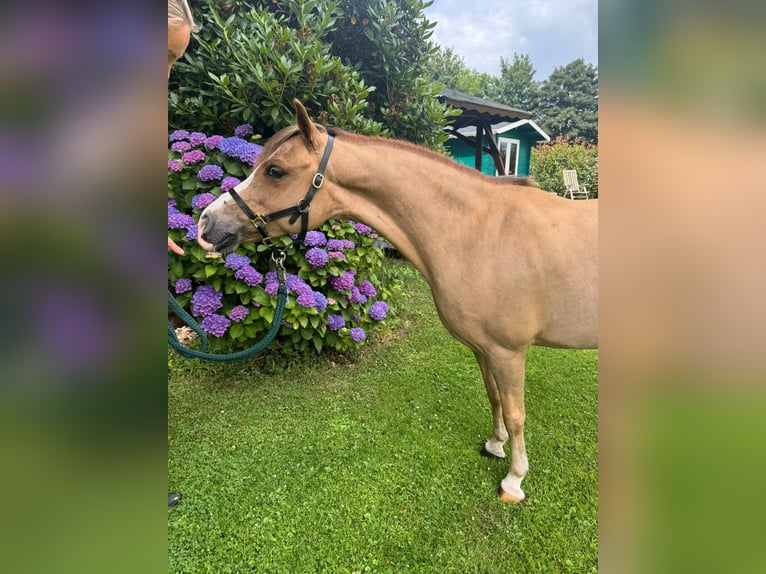 Welsh-A Giumenta 12 Anni 117 cm Sauro in Hückeswagen