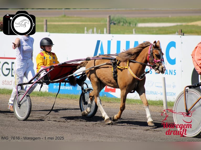 Welsh-A Giumenta 12 Anni 117 cm Sauro in Sleidinge