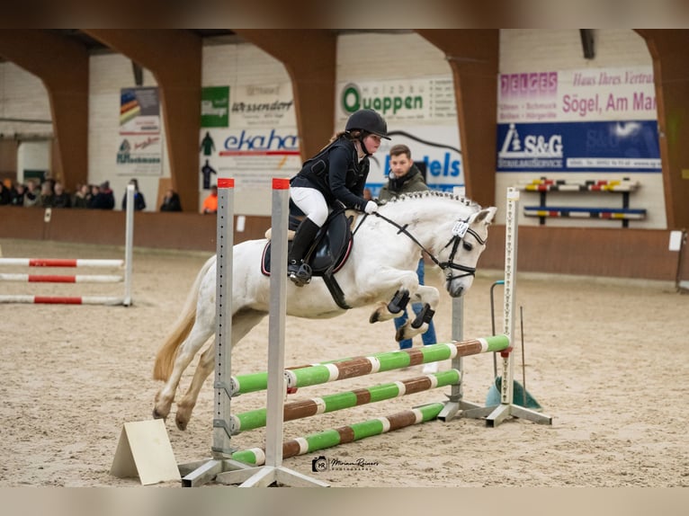 Welsh-A Giumenta 12 Anni 118 cm Grigio in Esterwegen