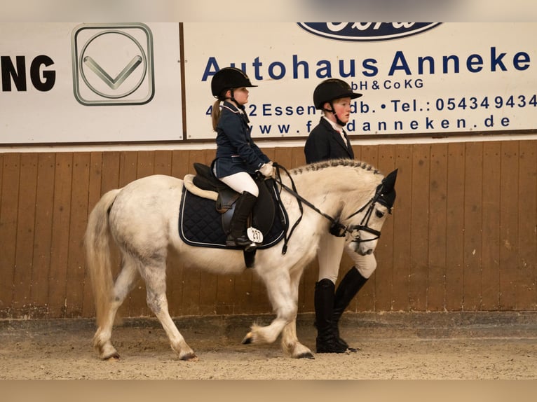 Welsh-A Giumenta 12 Anni 118 cm Grigio in Esterwegen