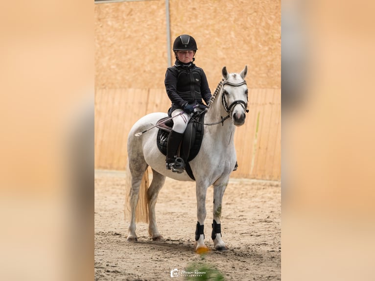 Welsh-A Giumenta 12 Anni 118 cm Grigio in Esterwegen