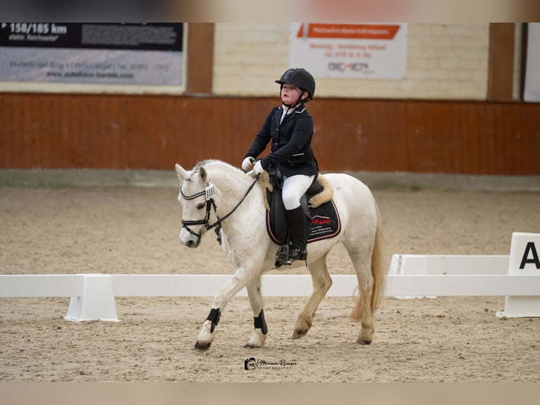 Welsh-A Giumenta 12 Anni 118 cm Grigio in Esterwegen