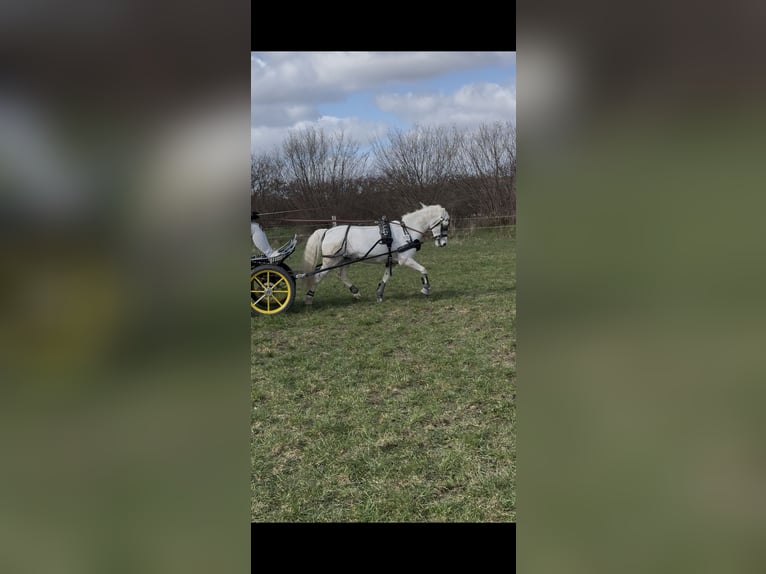 Welsh-A Giumenta 12 Anni 120 cm Grigio in Lübeck