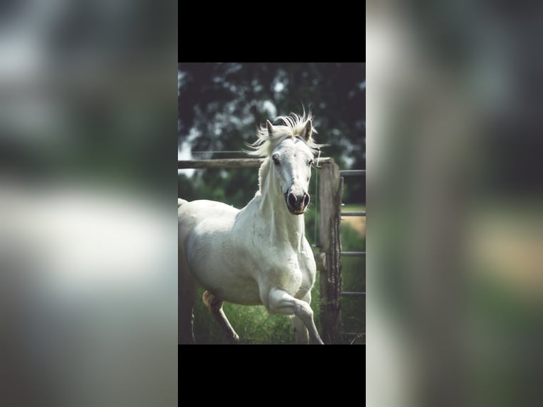 Welsh-A Giumenta 12 Anni 120 cm Grigio in Lübeck