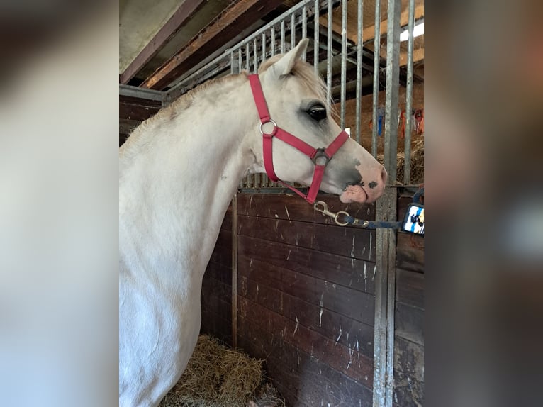 Welsh-A Giumenta 12 Anni 122 cm Grigio in Emmen