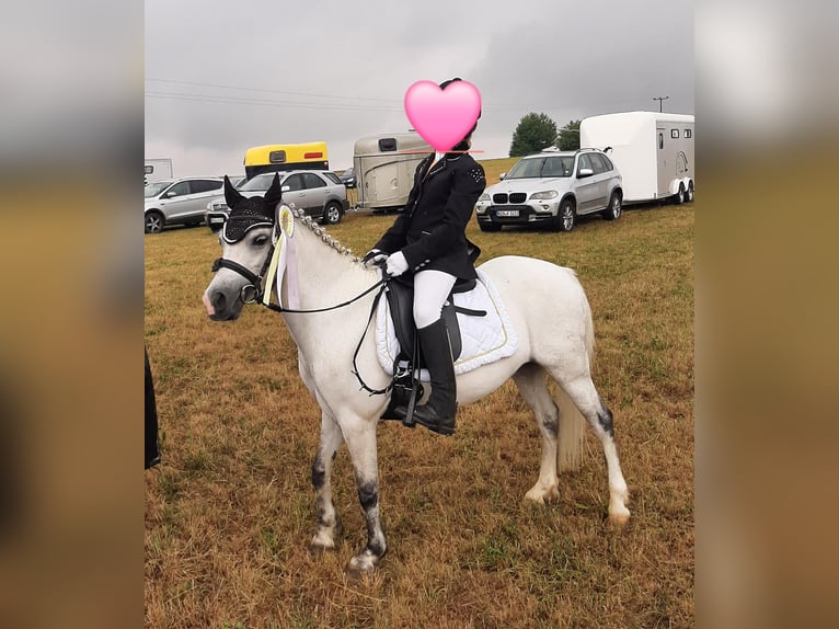 Welsh-A Giumenta 12 Anni 123 cm Grigio in Vohburg an der Donau