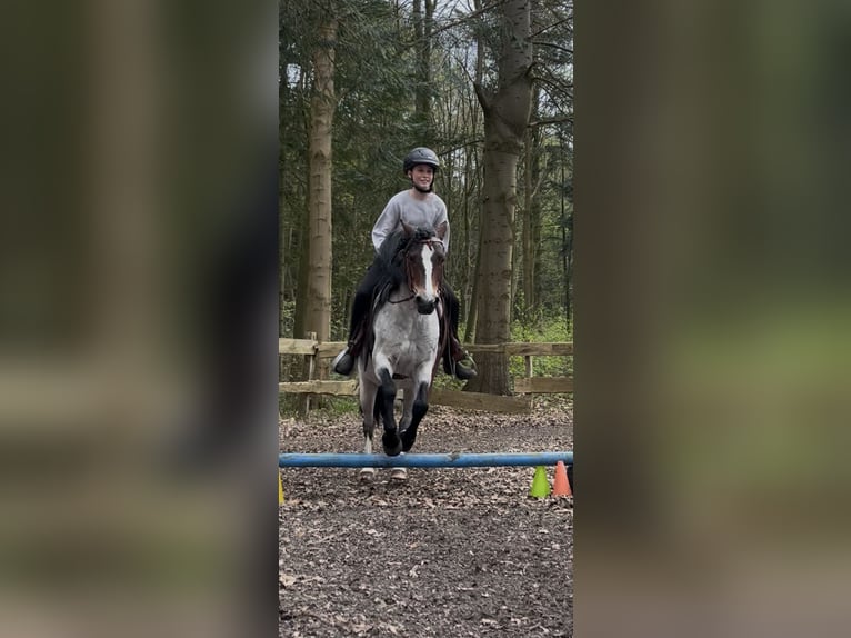 Welsh-A Mix Giumenta 12 Anni 128 cm Baio roano in Bargenstedt