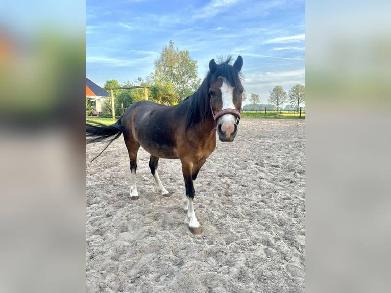 Welsh-A Giumenta 12 Anni 130 cm Sauro scuro in Oudemirdum