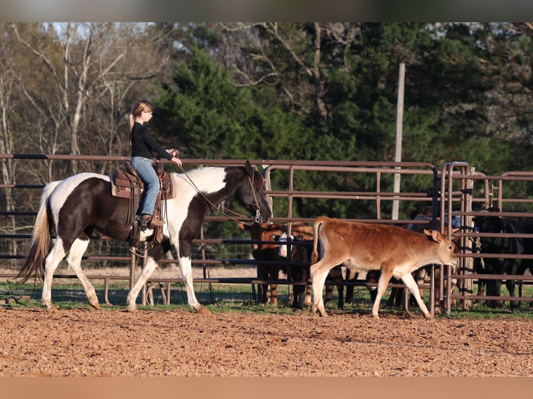 Welsh-A Giumenta 12 Anni 135 cm in Carthage, TX