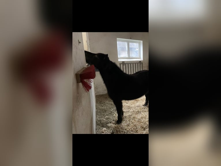 Welsh-A Mix Giumenta 13 Anni 110 cm Baio nero in Bad Rodach