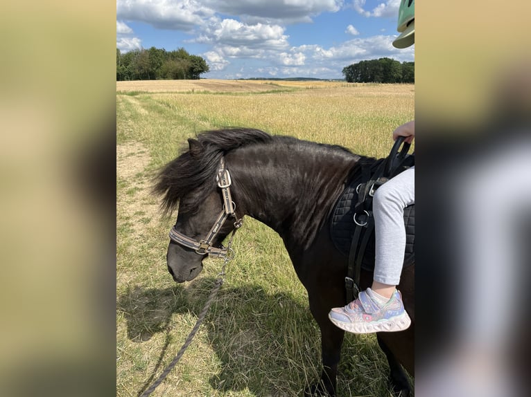 Welsh-A Mix Giumenta 13 Anni 110 cm Baio nero in Bad Rodach
