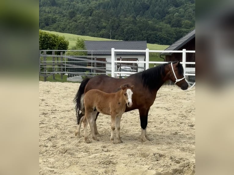 Welsh-A Giumenta 13 Anni 117 cm Baio scuro in Reith bei Weichselbach